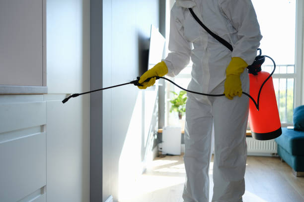 Best Attic Mold Removal  in Lake Montezuma, AZ