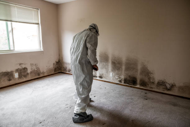 Best Residential Mold Removal  in Lake Montezuma, AZ