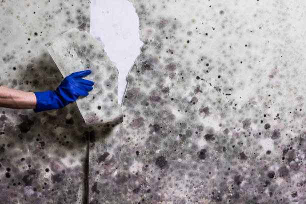 Best Mold Testing  in Lake Montezuma, AZ